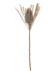 Bloomingville - Palmflower Stem - Kuivatatud ja kunstlilled - H72CM