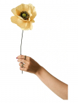 Studio About - Paper Flower, Papaver, Soft Peach - Kuivatatud ja kunstlilled - 12X40CM