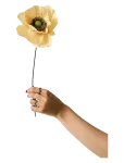 Studio About - Paper Flower, Papaver, Soft Peach - Kuivatatud ja kunstlilled - 12X40CM