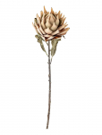 Bloomingville - Protea Stem - Kuivatatud ja kunstlilled - H76CM