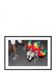 Democratic Gallery - Poster Rainbow Dogs - Photographs - 21X30