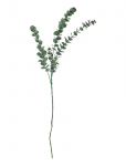 Bloomingville - Eucalyptus Stem - Kuivatatud ja kunstlilled - H76CM