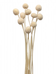 Cooee Design - Dried Flowers Golden Ball Red - Dried Flowers - ONE SIZE