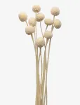 Cooee Design - Dried  Flowers Golden Ball Red - Dried Flowers - ONE SIZE