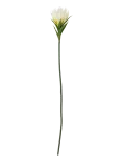 Bloomingville - Lily Stem - Kuivatatud ja kunstlilled - H76CM