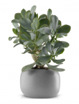 Eva Solo - Stone Urtepotte &Oslash; 16 Cm - Lillepotid - 31X13X13CM