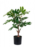 House Nordic - Fig Artificial Plant, Green, H:60 Cm - Kuivatatud ja kunstlilled - 40X40XH60CM