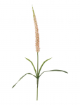 Bloomingville - Foxtail Stem - Kuivatatud ja kunstlilled - H73CM
