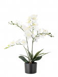Bloomingville - Orchid Plant - Kuivatatud ja kunstlilled - &Oslash; 16 cm