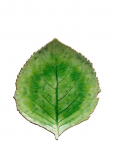 Costa Nova - Bladfad Hydrangea L - Dekoratiivsed vaagnad - 21.8X 19.1CM