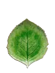 Costa Nova - Leaf Plate Hydrangea L - Dekoratiivsed vaagnad - 21.8X 19.1CM