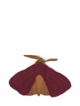 That's Mine - Cuddle Cloth Moth - M&auml;ngumatid - 27X 17CM
