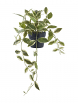 House Nordic - Hoya Artificial Plant, Green, H:33 Cm - Kuivatatud ja kunstlilled - 25.5X25.5XH33CM
