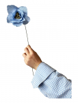 Studio About - Paper Flower, Poppy, Light Blue - Kuivatatud ja kunstlilled - 13X43CM