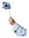 Studio About - Paper Flower, Poppy, Light Blue - Kuivatatud ja kunstlilled - 13X43CM