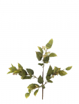 Bloomingville - Eucalyptus Stem - Kuivatatud ja kunstlilled - H92CM