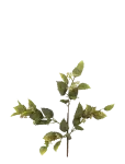 Bloomingville - Eucalyptus Stem - Kuivatatud ja kunstlilled - H92CM