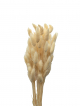 Cooee Design - Dried Flowers Lagurus Ash - Dried Flowers - ONE SIZE