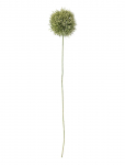 Bloomingville - Allium Stem - Kuivatatud ja kunstlilled - H63CM