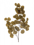Bloomingville - Eucalyptus Stem - Kuivatatud ja kunstlilled - H86CM