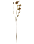 Bloomingville - Poppy Stem - Kuivatatud ja kunstlilled - H104CM