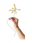 Studio About - Paper Flower, African Lily - Paberlilled - ONE SIZE