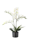 Bloomingville - Orchid Plant - Kuivatatud ja kunstlilled - &Oslash; 16 cm