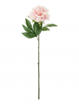 Bloomingville - Peony Stem - Kuivatatud ja kunstlilled - H66CM