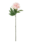 Bloomingville - Peony Stem - Kuivatatud ja kunstlilled - H66CM