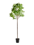House Doctor - Artificial Plant, Hdfig, Green - Kuivatatud ja kunstlilled - 80X230X22.5CM