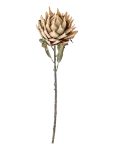 Bloomingville - Protea Stem - Kuivatatud ja kunstlilled - H76CM