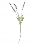 Bloomingville - Lavender Stem - Kuivatatud ja kunstlilled - H65CM