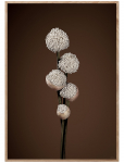 ChiCura - Unfold - Brown - Botaanika - 29.7X42CM