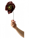Studio About - Paper Flower, Papaver, Brown - Kuivatatud ja kunstlilled - 12X40CM