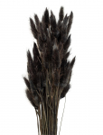 Cooee Design - Dried Flowers Lagurus Ash - Dried Flowers - ONE SIZE