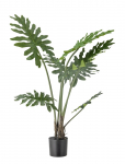 Bloomingville - Philodendron Plant - Kuivatatud ja kunstlilled - &Oslash; 13 cm