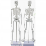 Inimluustiku anatoomiline skeletimudel, 45 cm, inimluustiku &otilde;ppevahend, inimese skelett mudel