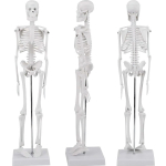 Inimkeha anatoomiline skeletimudel, inimluustiku mudel, luustikumudel, skelett 45 cm, miniatuurne skelett, inimkeha skeletimudel