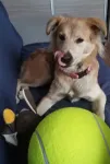 Hiiglaslik tennisepall XXL 24cm koera m&auml;nguasi