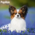 Papillon Calendar 2026 Square Dog Breed Wall Calendar - 16 Month