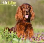 Irish Setter Calendar 2026 Square Dog Breed Wall Calendar - 16 Month