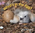 What&rsquo;s in the Egg?