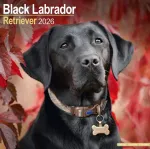 Black Labrador Retriever Calendar 2026 Square Dog Breed Wall Calendar - 16 Month