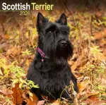 Scottish Terrier Calendar 2026 Square Dog Breed Wall Calendar - 16 Month