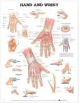 Hand and Wrist Anatomical Chart