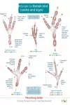 Guide to British bird tracks and signs