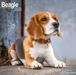 Beagle Calendar 2026 Square Dog Breed Wall Calendar - 16 Month