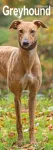 Greyhound Slim Calendar 2026 Dog Breed Slimline Calendar - 12 Month