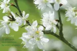 Blossom