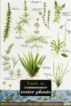 Guide to Commoner Water Plants